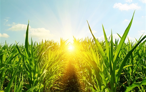 化肥，工業革命成果，現代農業支撐